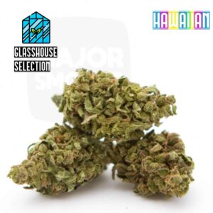 fleur de cbd, cbd, fleur cbd, fleurs cbd, fleurs de cbd, cbd fleur, cbd fleurs, cbd en vrac, fleur cbd pas cher, fleur de cbd en vrac, cbd pas cher, fleur cbd glasshouse, glasshouse cbd, cbd fleur en gros, acheter poches cbd, glass house cbd, cbd hawaiian, hawaiian, hawaiian cbd, fleur cbd hawaiian, cbd fleur hawaiian, hawaiian cbd fleur, hawaiian fleur cbd