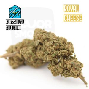 fleur de cbd, cbd, fleur cbd, fleurs cbd, fleurs de cbd, cbd fleur, cbd fleurs, cbd en vrac, fleur cbd pas cher, fleur de cbd en vrac, cbd pas cher, fleur cbd glasshouse, glasshouse cbd, cbd fleur en gros, acheter poches cbd, glass house cbd, cbd royal cheese, royal cheese, royal cheese cbd, royal cheese glasshouse, fleur royal cheese, fleur de cbd royal cheese